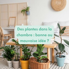 Avoir des plantes dans la chambre : bonne ou mauvaise idée ? 
Le Matelas Vert vous éclaire sur la question.
 #matelas #sommeil #qualité #qualitédesommeil #plante